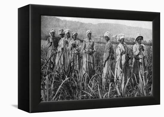 Women Tending Young Sugar Canes in Jamaica, 1922-null-Framed Premier Image Canvas