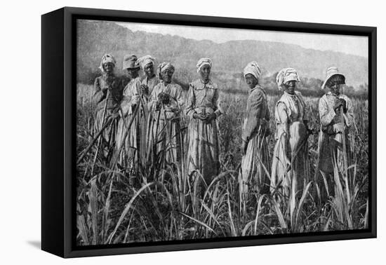 Women Tending Young Sugar Canes in Jamaica, 1922-null-Framed Premier Image Canvas