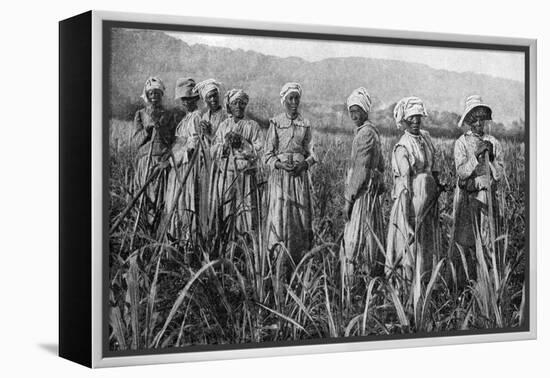 Women Tending Young Sugar Canes in Jamaica, 1922-null-Framed Premier Image Canvas