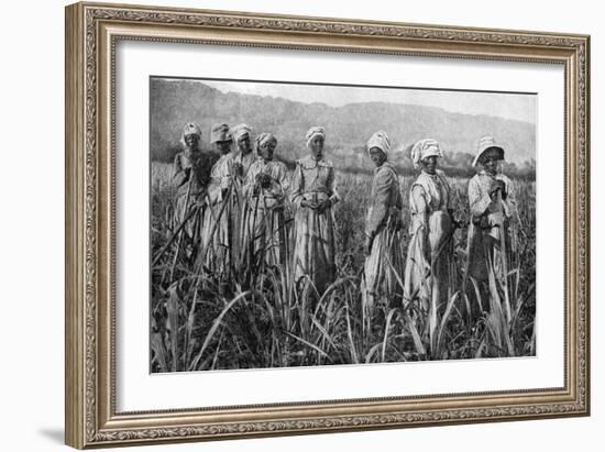 Women Tending Young Sugar Canes in Jamaica, 1922-null-Framed Giclee Print