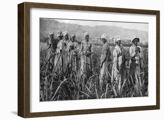 Women Tending Young Sugar Canes in Jamaica, 1922-null-Framed Giclee Print