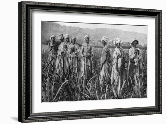 Women Tending Young Sugar Canes in Jamaica, 1922-null-Framed Giclee Print