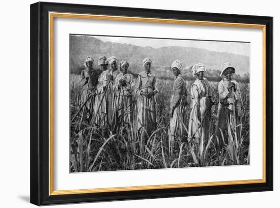 Women Tending Young Sugar Canes in Jamaica, 1922-null-Framed Giclee Print