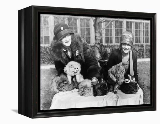 Women with their Persian Cats at Cat Show Photograph - Washington, DC-Lantern Press-Framed Stretched Canvas