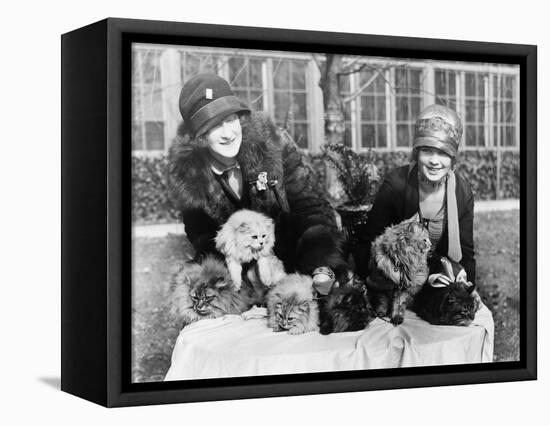 Women with their Persian Cats at Cat Show Photograph - Washington, DC-Lantern Press-Framed Stretched Canvas