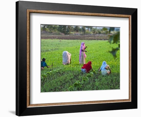 Women Work on Farmland, Bijaipur, Rajasthan, India-Keren Su-Framed Photographic Print