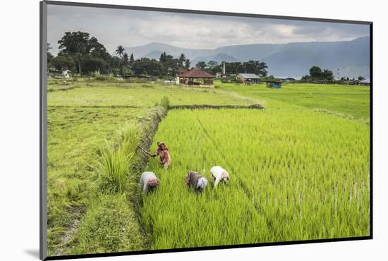 Women Working in Rice Paddy Fields at Lake Toba (Danau Toba), North Sumatra, Indonesia-Matthew Williams-Ellis-Mounted Photographic Print