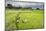 Women Working in Rice Paddy Fields at Lake Toba (Danau Toba), North Sumatra, Indonesia-Matthew Williams-Ellis-Mounted Photographic Print