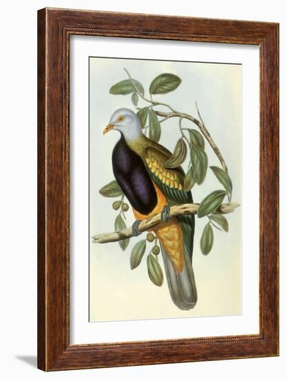 Wompoo Pigeon or Magnificent Fruit Pigeon-Henry Constantine Richter-Framed Giclee Print