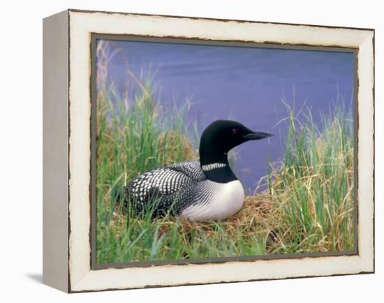 Wonder Lake and Common Loon on Nest, Denali National Park, Alaska, USA-Darrell Gulin-Framed Premier Image Canvas