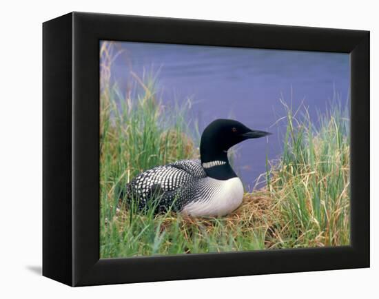 Wonder Lake and Common Loon on Nest, Denali National Park, Alaska, USA-Darrell Gulin-Framed Premier Image Canvas