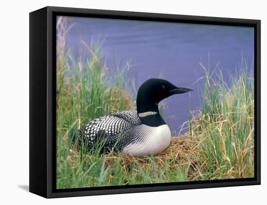 Wonder Lake and Common Loon on Nest, Denali National Park, Alaska, USA-Darrell Gulin-Framed Premier Image Canvas