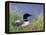 Wonder Lake and Common Loon on Nest, Denali National Park, Alaska, USA-Darrell Gulin-Framed Premier Image Canvas