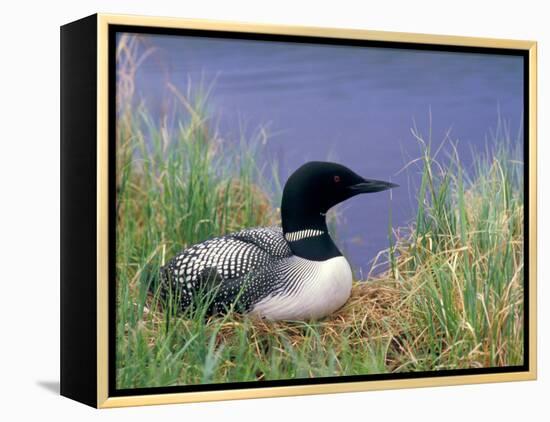 Wonder Lake and Common Loon on Nest, Denali National Park, Alaska, USA-Darrell Gulin-Framed Premier Image Canvas