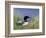 Wonder Lake and Common Loon on Nest, Denali National Park, Alaska, USA-Darrell Gulin-Framed Photographic Print