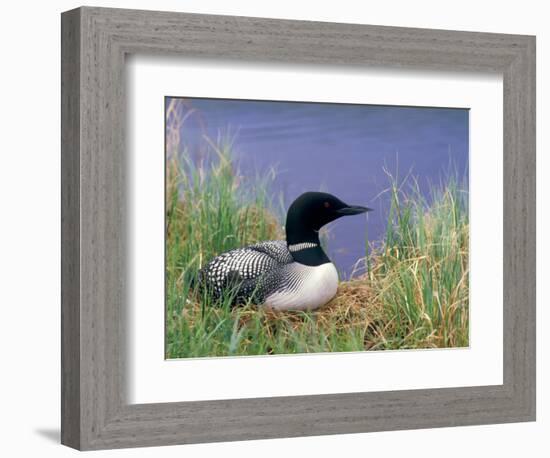 Wonder Lake and Common Loon on Nest, Denali National Park, Alaska, USA-Darrell Gulin-Framed Photographic Print