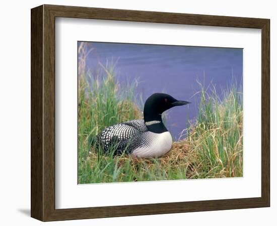 Wonder Lake and Common Loon on Nest, Denali National Park, Alaska, USA-Darrell Gulin-Framed Photographic Print