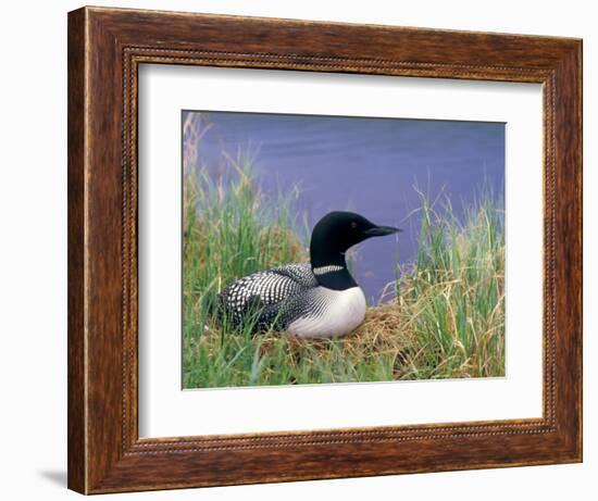 Wonder Lake and Common Loon on Nest, Denali National Park, Alaska, USA-Darrell Gulin-Framed Photographic Print