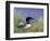 Wonder Lake and Common Loon on Nest, Denali National Park, Alaska, USA-Darrell Gulin-Framed Photographic Print