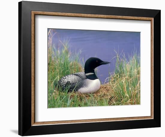 Wonder Lake and Common Loon on Nest, Denali National Park, Alaska, USA-Darrell Gulin-Framed Photographic Print