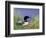 Wonder Lake and Common Loon on Nest, Denali National Park, Alaska, USA-Darrell Gulin-Framed Photographic Print