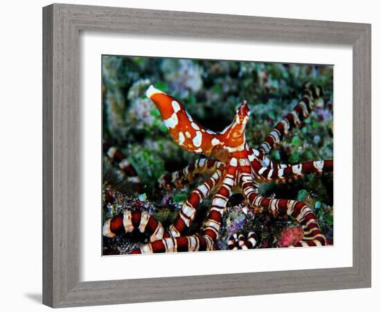 Wonder Octopus (Wonder Octopus or Wonderpus)-Andrea Ferrari-Framed Photographic Print