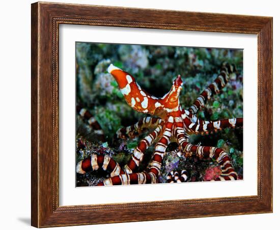 Wonder Octopus (Wonder Octopus or Wonderpus)-Andrea Ferrari-Framed Photographic Print