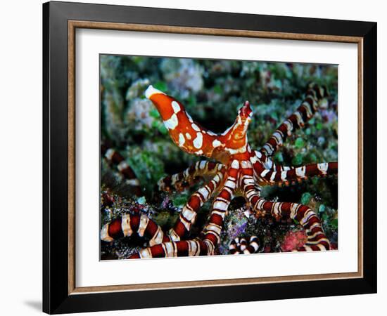 Wonder Octopus (Wonder Octopus or Wonderpus)-Andrea Ferrari-Framed Photographic Print