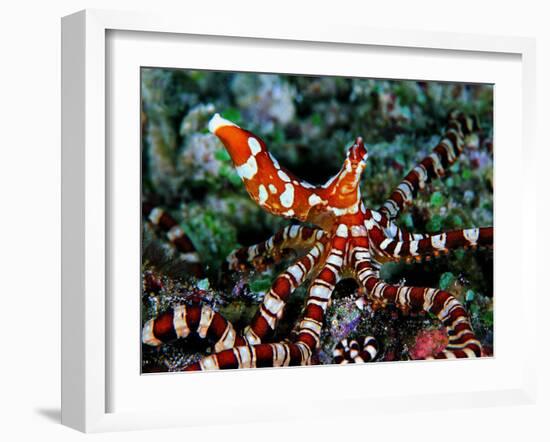 Wonder Octopus (Wonder Octopus or Wonderpus)-Andrea Ferrari-Framed Photographic Print