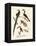 Wonderful Birds-null-Framed Premier Image Canvas