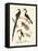 Wonderful Birds-null-Framed Premier Image Canvas