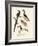 Wonderful Birds-null-Framed Giclee Print