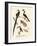 Wonderful Birds-null-Framed Giclee Print