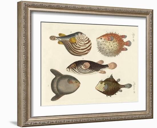 Wonderful Fish-null-Framed Giclee Print