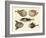 Wonderful Fish-null-Framed Giclee Print