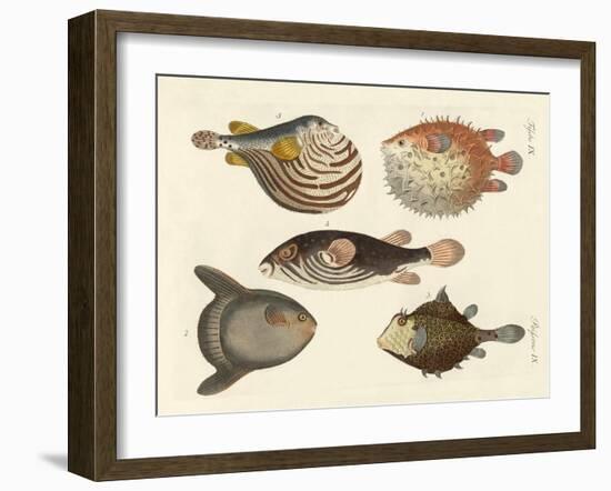 Wonderful Fish-null-Framed Giclee Print