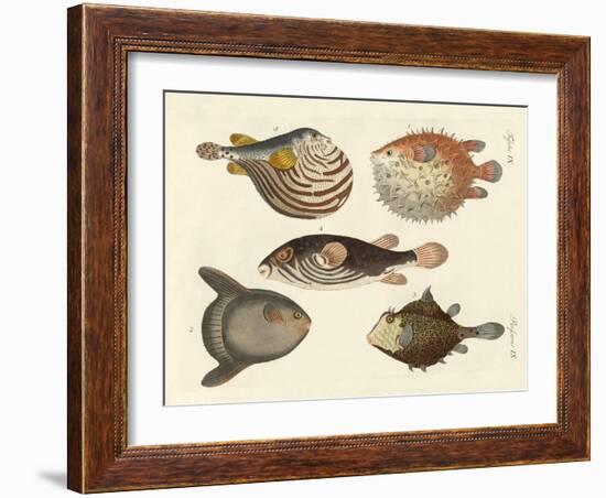 Wonderful Fish-null-Framed Giclee Print