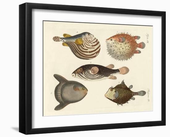 Wonderful Fish-null-Framed Giclee Print