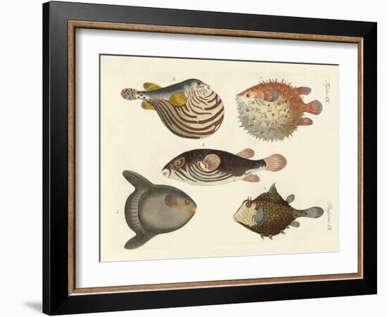 Wonderful Fish-null-Framed Giclee Print