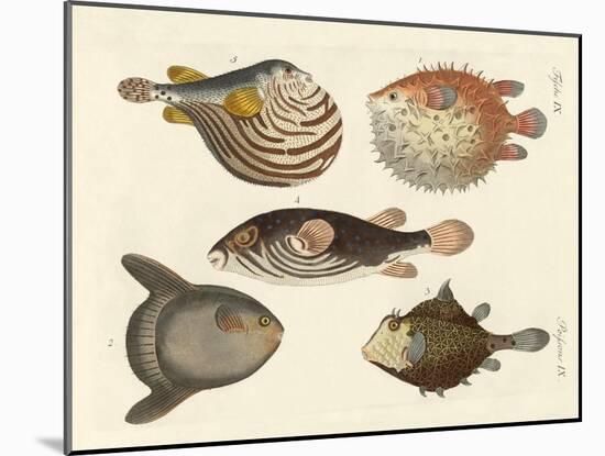 Wonderful Fish-null-Mounted Giclee Print