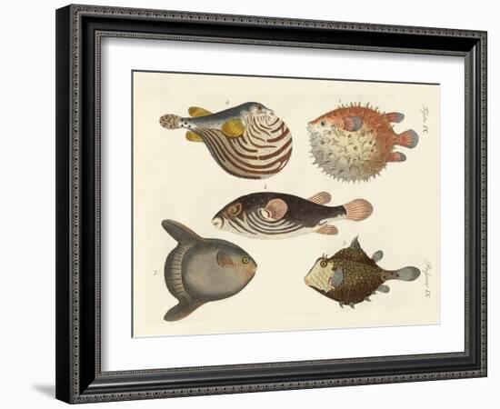 Wonderful Fish-null-Framed Giclee Print