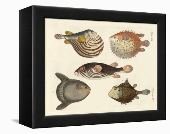 Wonderful Fish-null-Framed Premier Image Canvas