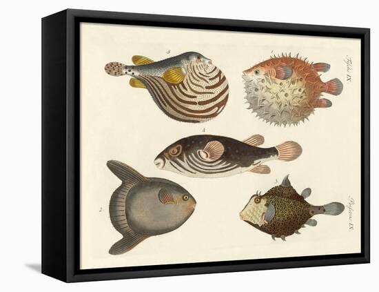 Wonderful Fish-null-Framed Premier Image Canvas