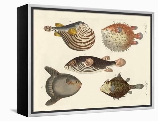 Wonderful Fish-null-Framed Premier Image Canvas