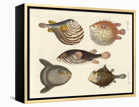 Wonderful Fish-null-Framed Premier Image Canvas