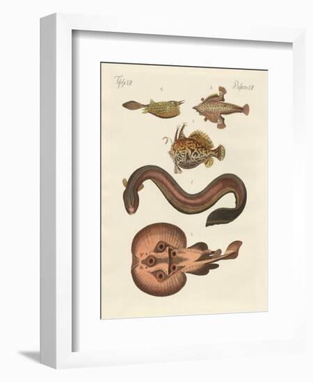 Wonderful Fish-null-Framed Premium Giclee Print