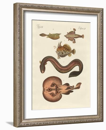 Wonderful Fish-null-Framed Giclee Print