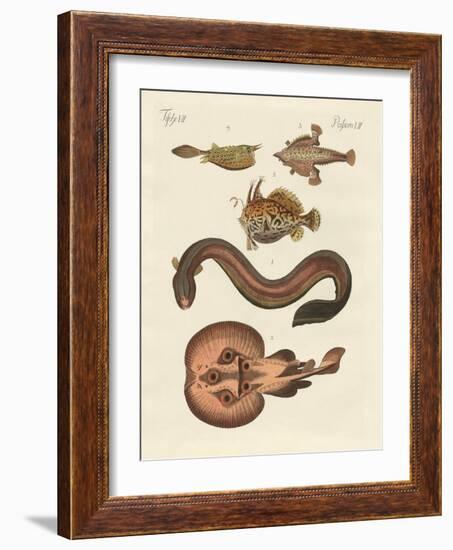 Wonderful Fish-null-Framed Giclee Print