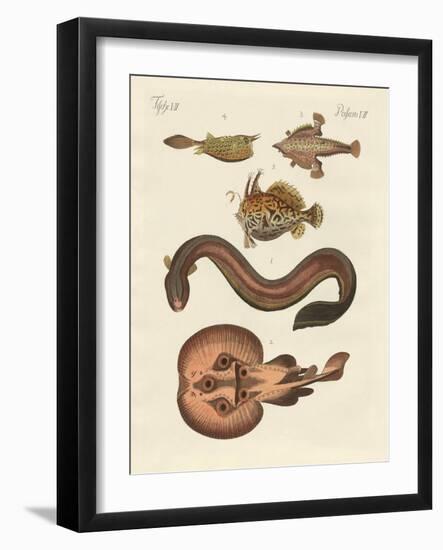 Wonderful Fish-null-Framed Giclee Print