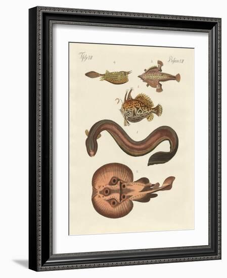 Wonderful Fish-null-Framed Giclee Print